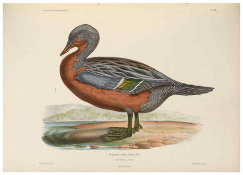 Reproducción/Reproduction 6120033269: Iconographie ornithologique Paris :Chez Friedrich Klincksieck [etc., etc.],1849 [i.e. 1845-1849] 