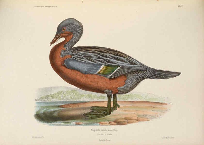 Reproducción/Reproduction 6120033269: Iconographie ornithologique Paris :Chez Friedrich Klincksieck [etc., etc.],1849 [i.e. 1845-1849] 