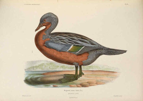 Reproducción/Reproduction 6120033269: Iconographie ornithologique Paris :Chez Friedrich Klincksieck [etc., etc.],1849 [i.e. 1845-1849] 