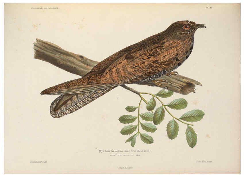 Reproducción/Reproduction 6120577214: Iconographie ornithologique Paris :Chez Friedrich Klincksieck [etc., etc.],1849 [i.e. 1845-1849] 