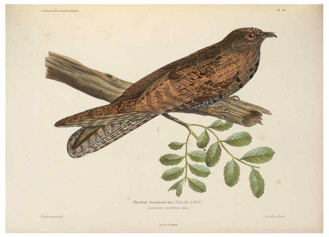 Reproducción/Reproduction 6120577214: Iconographie ornithologique Paris :Chez Friedrich Klincksieck [etc., etc.],1849 [i.e. 1845-1849] 