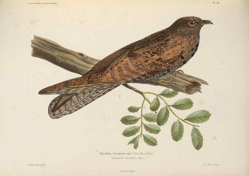 Reproducción/Reproduction 6120577214: Iconographie ornithologique Paris :Chez Friedrich Klincksieck [etc., etc.],1849 [i.e. 1845-1849] 