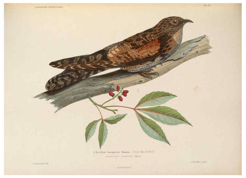 Reproducción/Reproduction 6120034019: Iconographie ornithologique Paris :Chez Friedrich Klincksieck [etc., etc.],1849 [i.e. 1845-1849] 
