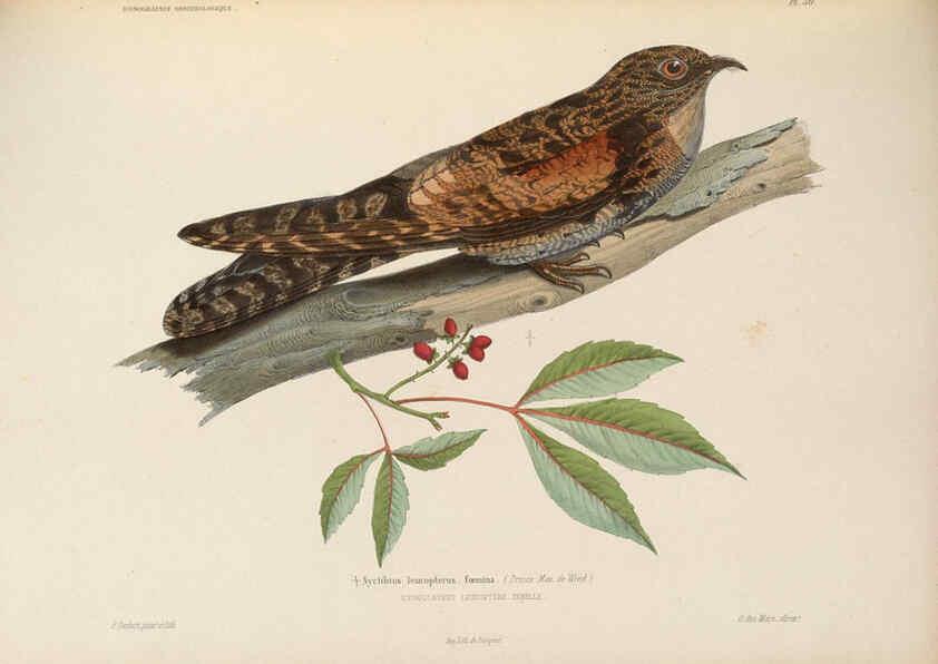 Reproducción/Reproduction 6120034019: Iconographie ornithologique Paris :Chez Friedrich Klincksieck [etc., etc.],1849 [i.e. 1845-1849] 