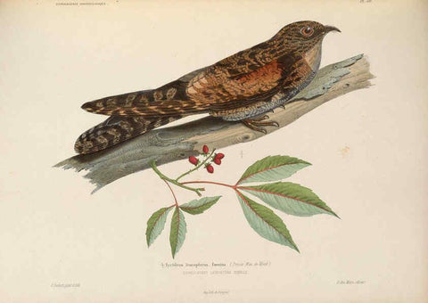 Reproducción/Reproduction 6120034019: Iconographie ornithologique Paris :Chez Friedrich Klincksieck [etc., etc.],1849 [i.e. 1845-1849] 