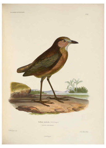 Reproducción/Reproduction 6120577866: Iconographie ornithologique Paris :Chez Friedrich Klincksieck [etc., etc.],1849 [i.e. 1845-1849] 