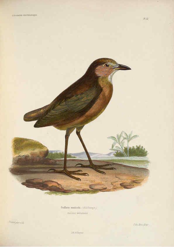Reproducción/Reproduction 6120577866: Iconographie ornithologique Paris :Chez Friedrich Klincksieck [etc., etc.],1849 [i.e. 1845-1849] 