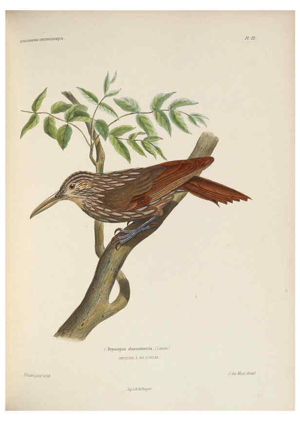 Reproducción/Reproduction 6120034491: Iconographie ornithologique Paris :Chez Friedrich Klincksieck [etc., etc.],1849 [i.e. 1845-1849] 