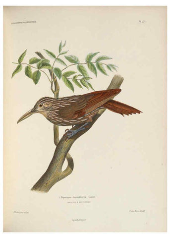 Reproducción/Reproduction 6120034491: Iconographie ornithologique Paris :Chez Friedrich Klincksieck [etc., etc.],1849 [i.e. 1845-1849] 