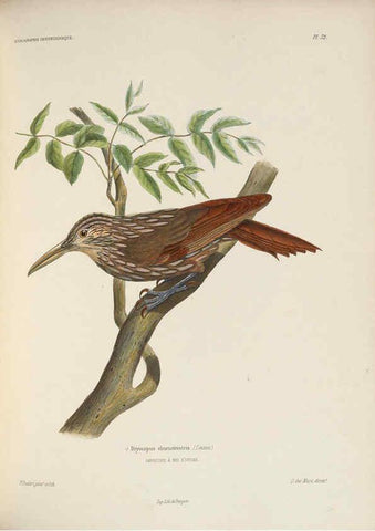 Reproducción/Reproduction 6120034491: Iconographie ornithologique Paris :Chez Friedrich Klincksieck [etc., etc.],1849 [i.e. 1845-1849] 