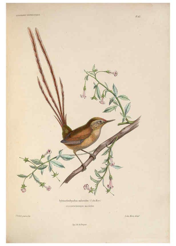 Reproducción/Reproduction 6120575810: Iconographie ornithologique Paris :Chez Friedrich Klincksieck [etc., etc.],1849 [i.e. 1845-1849] 