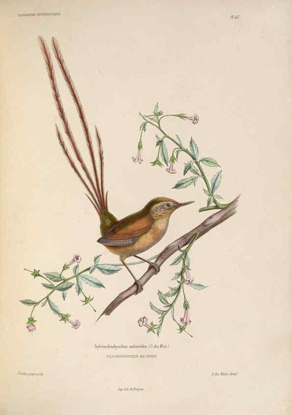Reproducción/Reproduction 6120575810: Iconographie ornithologique Paris :Chez Friedrich Klincksieck [etc., etc.],1849 [i.e. 1845-1849] 