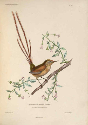 Reproducción/Reproduction 6120575810: Iconographie ornithologique Paris :Chez Friedrich Klincksieck [etc., etc.],1849 [i.e. 1845-1849] 
