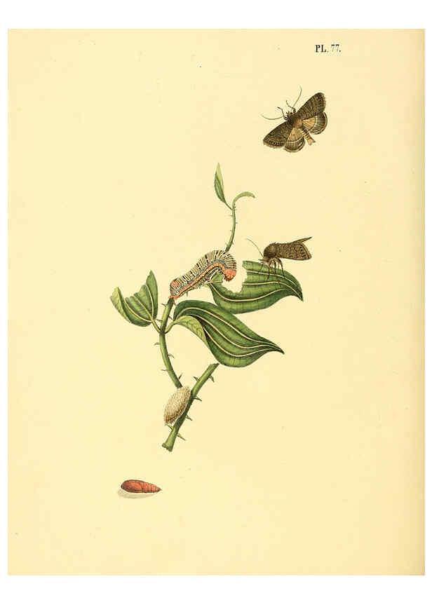 Reproducción/Reproduction 6126462335: Surinaamsche vlinders d.1-3. Amsterdam :J.C. Sepp en zoon,[1848-1852] 