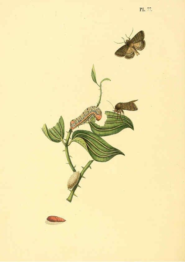 Reproducción/Reproduction 6126462335: Surinaamsche vlinders d.1-3. Amsterdam :J.C. Sepp en zoon,[1848-1852] 