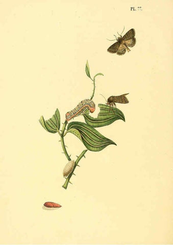 Reproducción/Reproduction 6126462335: Surinaamsche vlinders d.1-3. Amsterdam :J.C. Sepp en zoon,[1848-1852] 