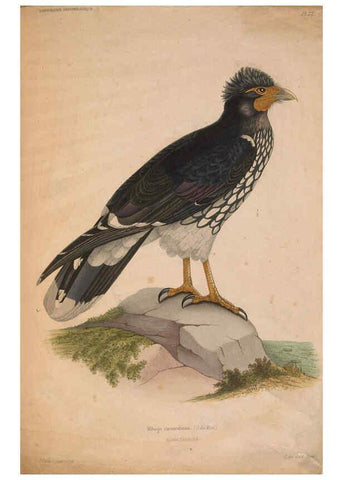 Reproducción/Reproduction 6120584436: Iconographie ornithologique Paris :Chez Friedrich Klincksieck [etc., etc.],1849 [i.e. 1845-1849] 