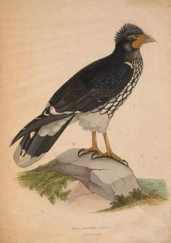 Reproducción/Reproduction 6120584436: Iconographie ornithologique Paris :Chez Friedrich Klincksieck [etc., etc.],1849 [i.e. 1845-1849] 