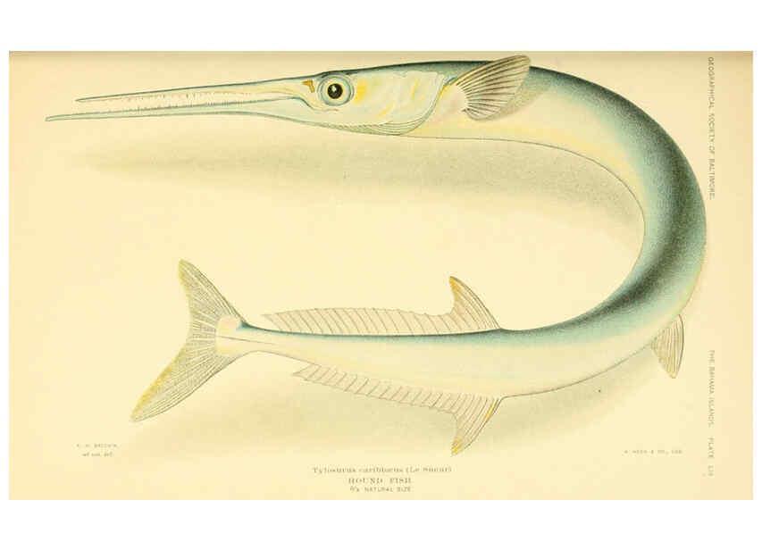 Reproducción/Reproduction 6124680898: Fishes of the Bahama Islands Baltimore :The Geographical Society of Baltimore,1905