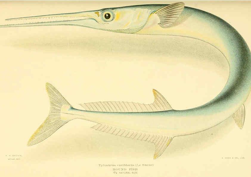 Reproducción/Reproduction 6124680898: Fishes of the Bahama Islands Baltimore :The Geographical Society of Baltimore,1905