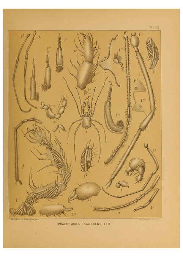 Reproducción/Reproduction 6124827896: The cave fauna of North America Washington,National Academy of Sciences,1888