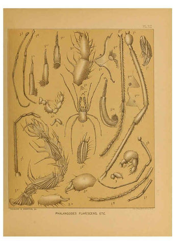 Reproducción/Reproduction 6124827896: The cave fauna of North America Washington,National Academy of Sciences,1888