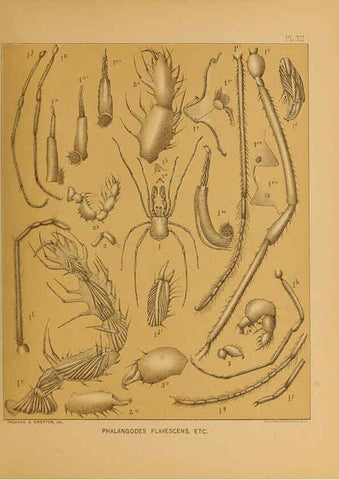 Reproducción/Reproduction 6124827896: The cave fauna of North America Washington,National Academy of Sciences,1888