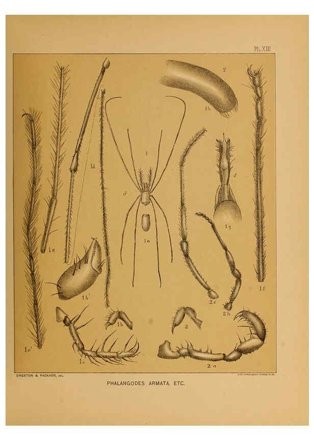 Reproducción/Reproduction 6124828112: The cave fauna of North America Washington,National Academy of Sciences,1888