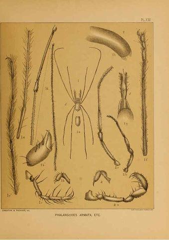 Reproducción/Reproduction 6124828112: The cave fauna of North America Washington,National Academy of Sciences,1888