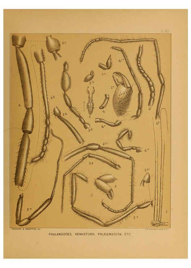 Reproducción/Reproduction 6124287845: The cave fauna of North America Washington,National Academy of Sciences,1888
