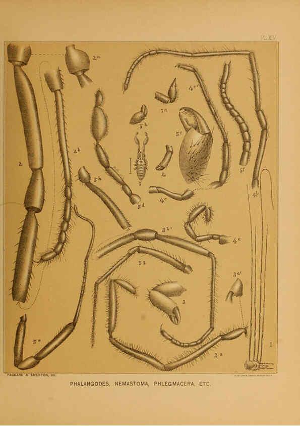 Reproducción/Reproduction 6124287845: The cave fauna of North America Washington,National Academy of Sciences,1888