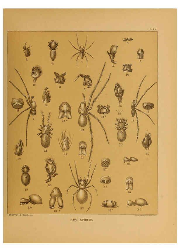 Reproducción/Reproduction 6124828678: The cave fauna of North America Washington,National Academy of Sciences,1888
