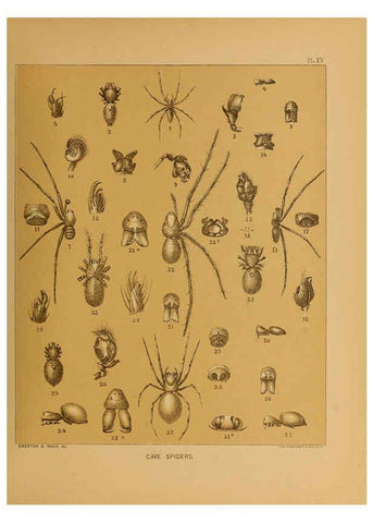 Reproducción/Reproduction 6124828678: The cave fauna of North America Washington,National Academy of Sciences,1888