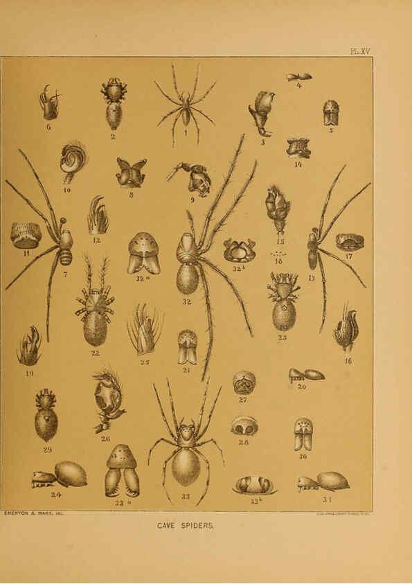 Reproducción/Reproduction 6124828678: The cave fauna of North America Washington,National Academy of Sciences,1888