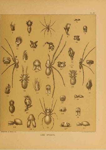 Reproducción/Reproduction 6124828678: The cave fauna of North America Washington,National Academy of Sciences,1888