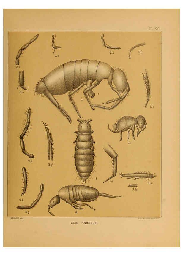 Reproducción/Reproduction 6124288291: The cave fauna of North America Washington,National Academy of Sciences,1888