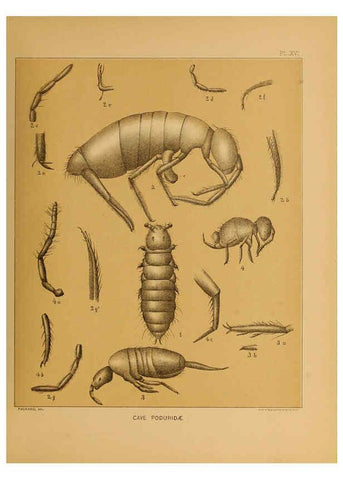 Reproducción/Reproduction 6124288291: The cave fauna of North America Washington,National Academy of Sciences,1888