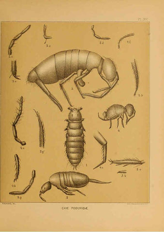 Reproducción/Reproduction 6124288291: The cave fauna of North America Washington,National Academy of Sciences,1888