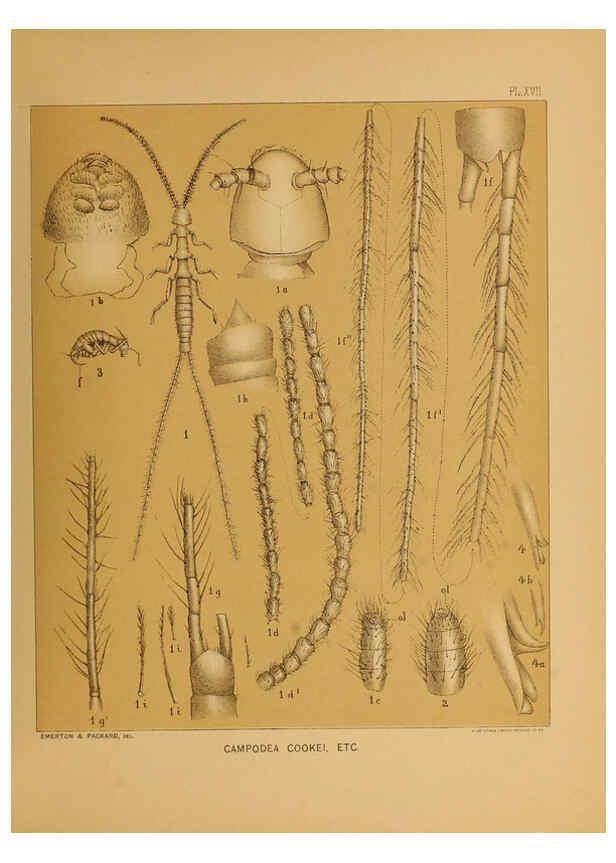 Reproducción/Reproduction 6124829160: The cave fauna of North America Washington,National Academy of Sciences,1888