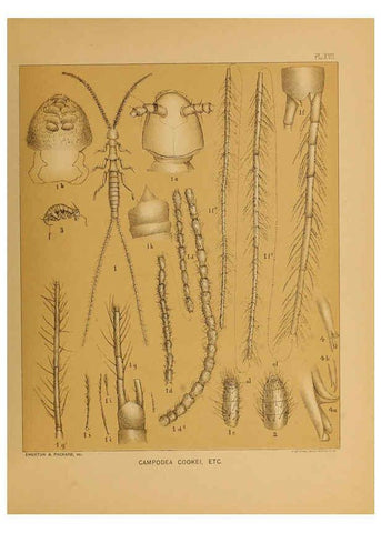 Reproducción/Reproduction 6124829160: The cave fauna of North America Washington,National Academy of Sciences,1888