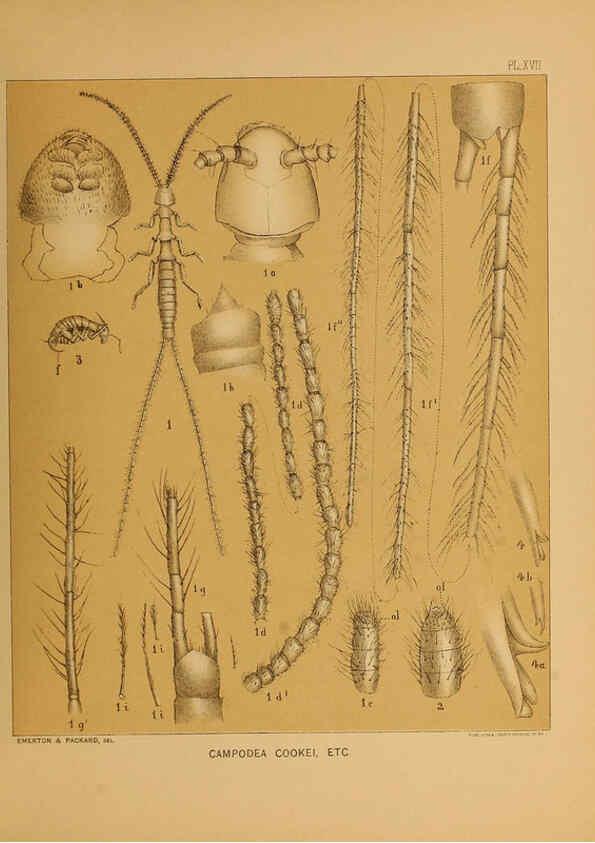 Reproducción/Reproduction 6124829160: The cave fauna of North America Washington,National Academy of Sciences,1888
