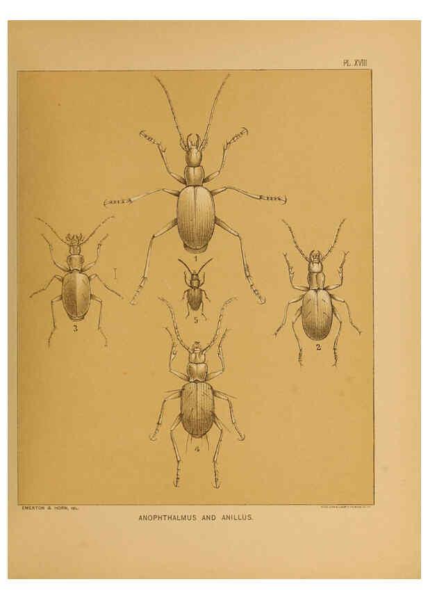 Reproducción/Reproduction 6124829342: The cave fauna of North America Washington,National Academy of Sciences,1888