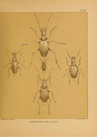 Reproducción/Reproduction 6124829342: The cave fauna of North America Washington,National Academy of Sciences,1888