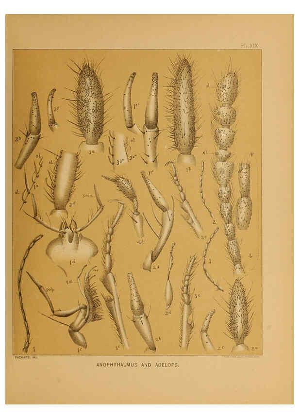Reproducción/Reproduction 6124288999: The cave fauna of North America Washington,National Academy of Sciences,1888