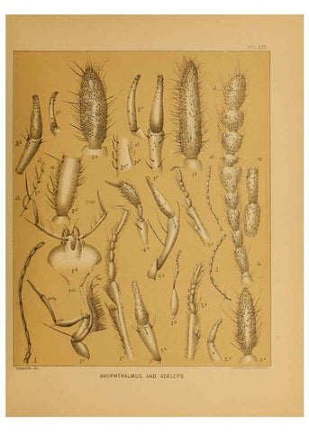 Reproducción/Reproduction 6124288999: The cave fauna of North America Washington,National Academy of Sciences,1888