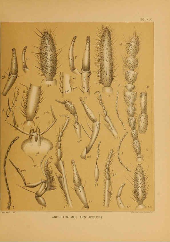 Reproducción/Reproduction 6124288999: The cave fauna of North America Washington,National Academy of Sciences,1888