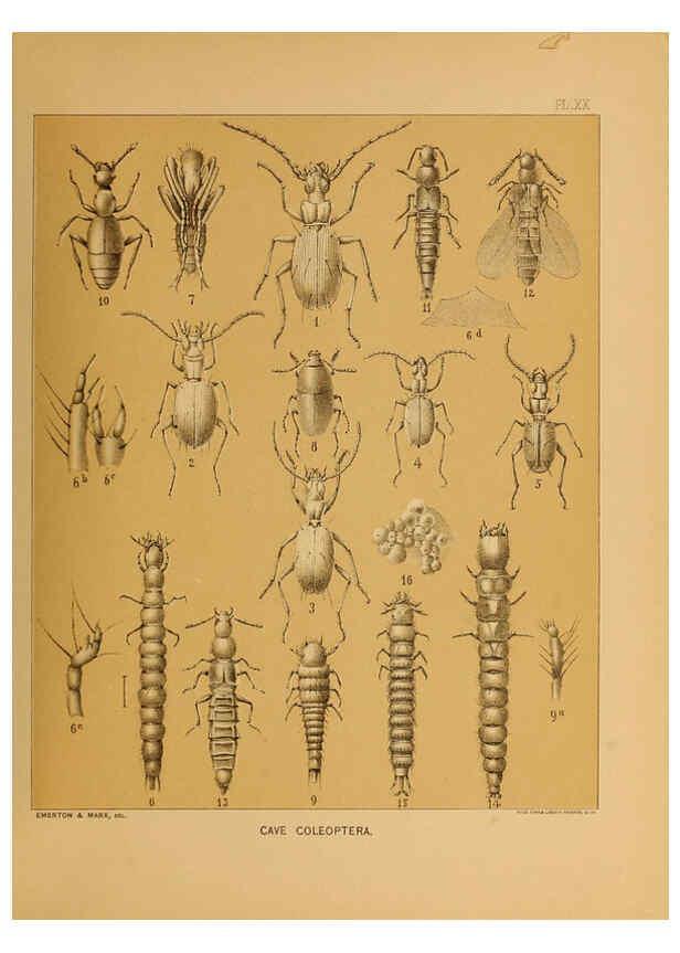 Reproducción/Reproduction 6124289213: The cave fauna of North America Washington,National Academy of Sciences,1888