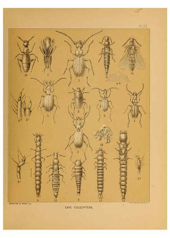 Reproducción/Reproduction 6124289213: The cave fauna of North America Washington,National Academy of Sciences,1888