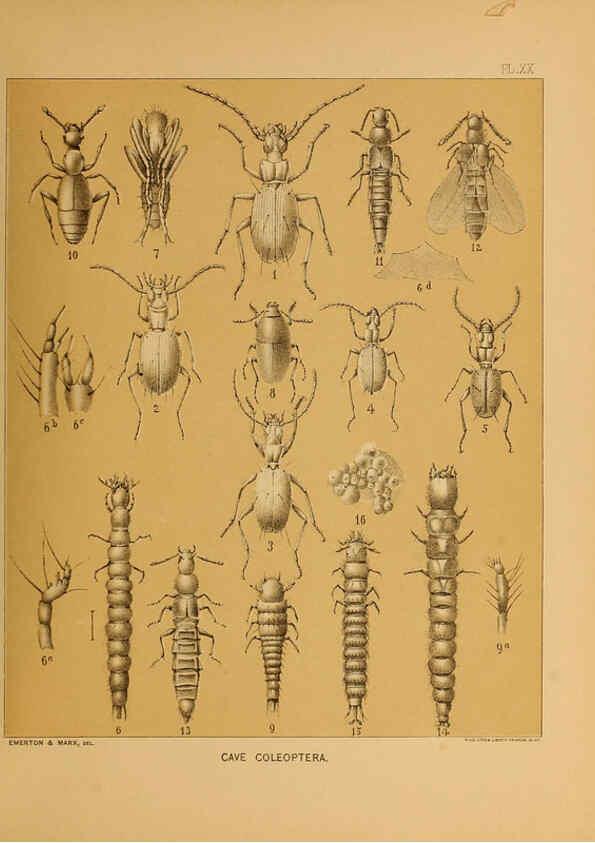Reproducción/Reproduction 6124289213: The cave fauna of North America Washington,National Academy of Sciences,1888