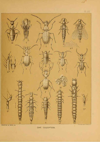 Reproducción/Reproduction 6124289213: The cave fauna of North America Washington,National Academy of Sciences,1888